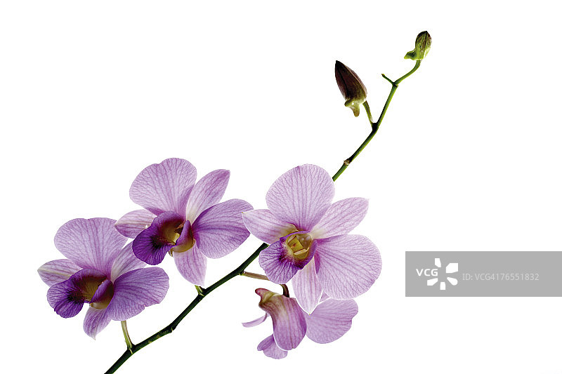 白色背景上的粉色兰花特写图片素材