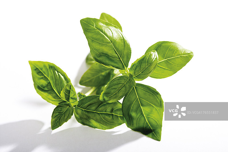 白色背景下的罗勒（Ocimum basilicum）特写图片素材