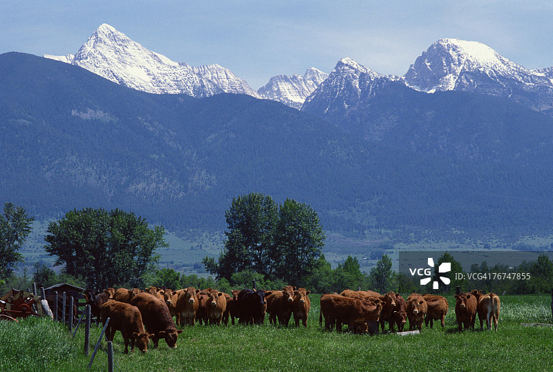 蒙大拿州米申山附近的牧牛图片素材
