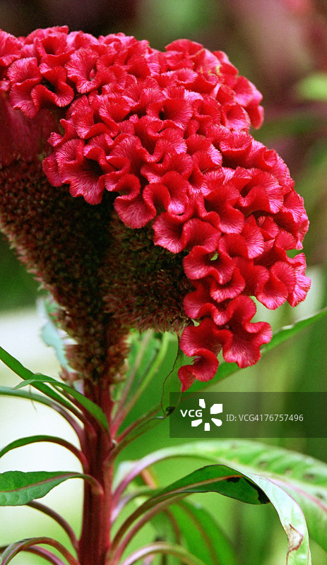 鸡冠花图片素材