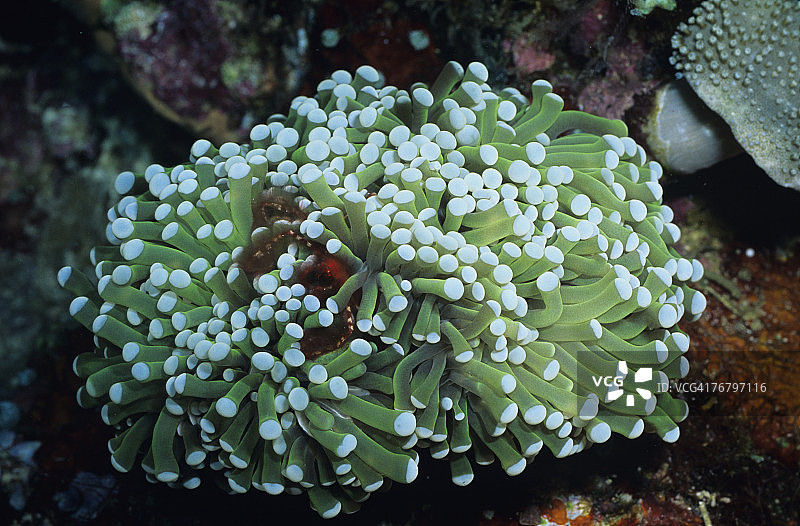 布纳肯国家海洋公园海葵触手中困住的海洋生物特写，印度尼西亚苏拉威西岛图片素材