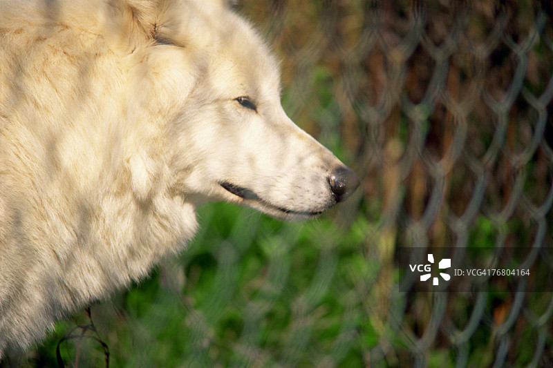 铁丝网后面的狼图片素材