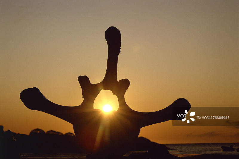 鲸鱼椎骨剪影图片素材