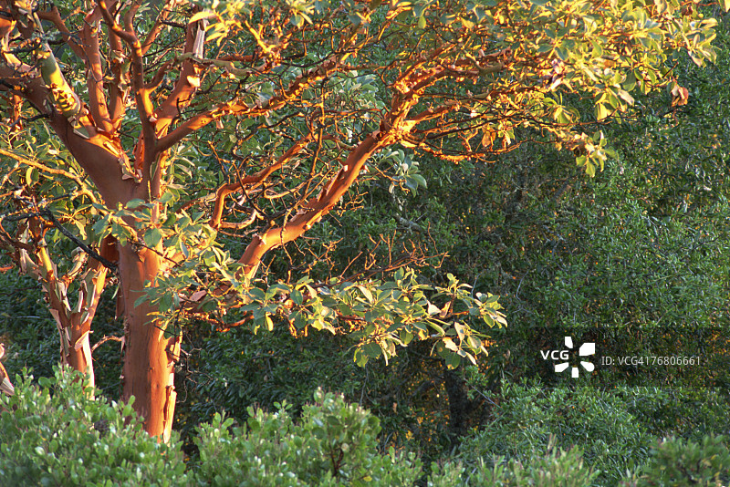 马德龙树图片素材