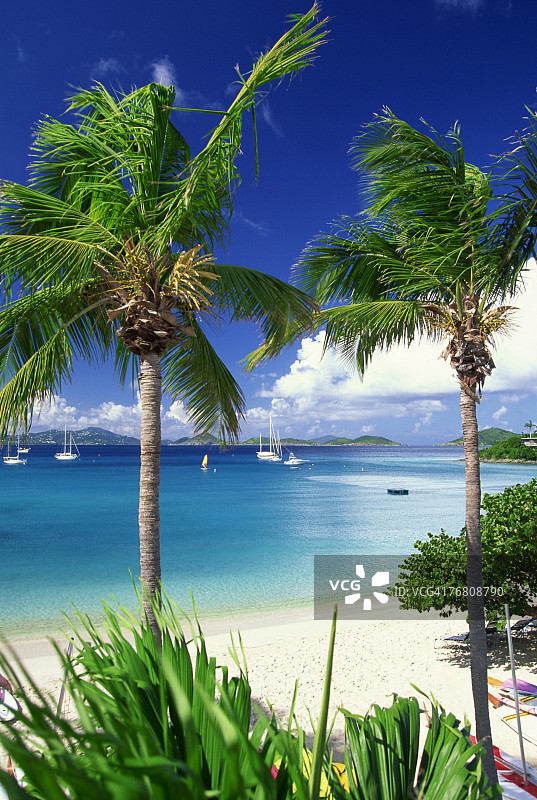 海滩上的棕榈树图片素材