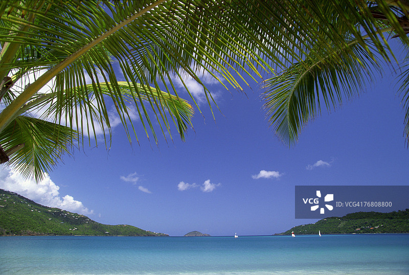 海景上的棕榈树图片素材