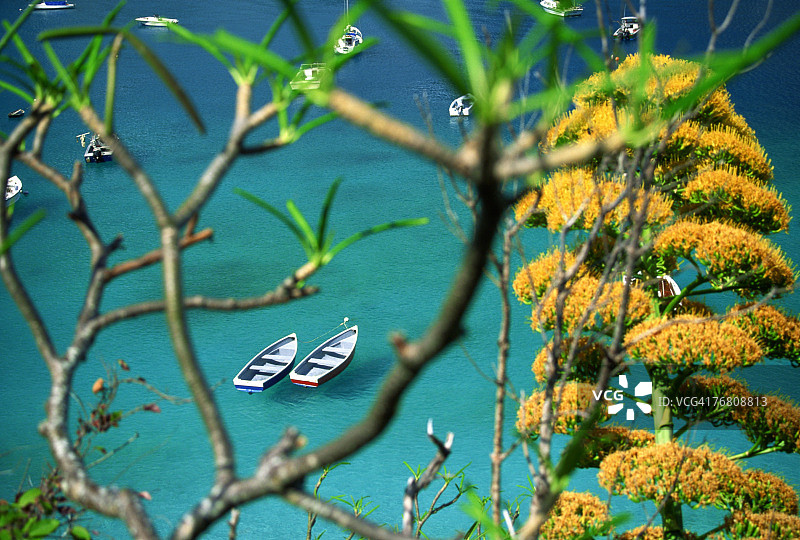 俯瞰大海的古树图片素材