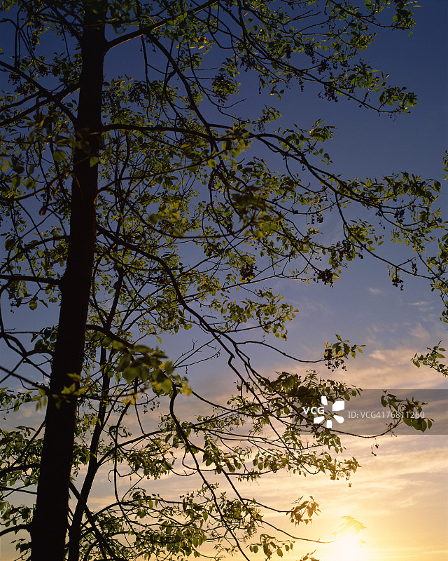 树在日落时分图片素材