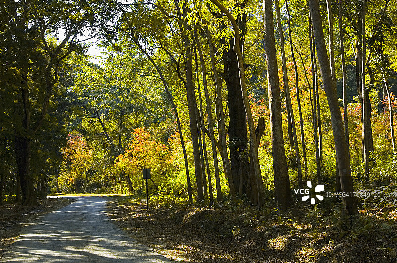 道路穿过森林，印度 उत्तराखंड 邦包里加瓦尔吉姆·科比特国家公园图片素材