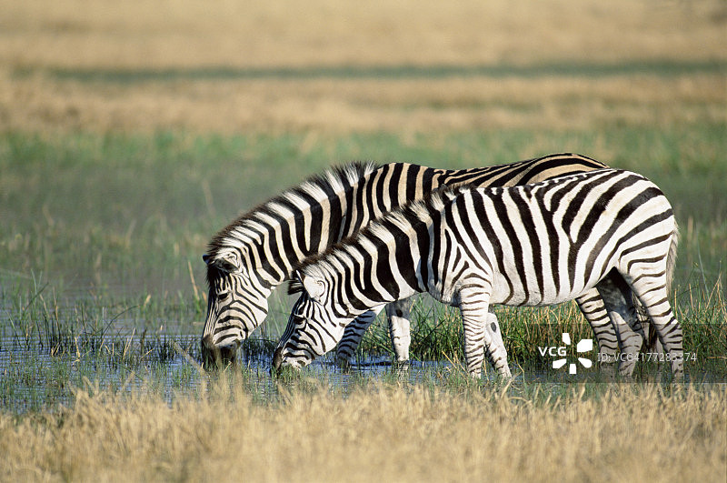 斑马在水坑边饮水图片素材