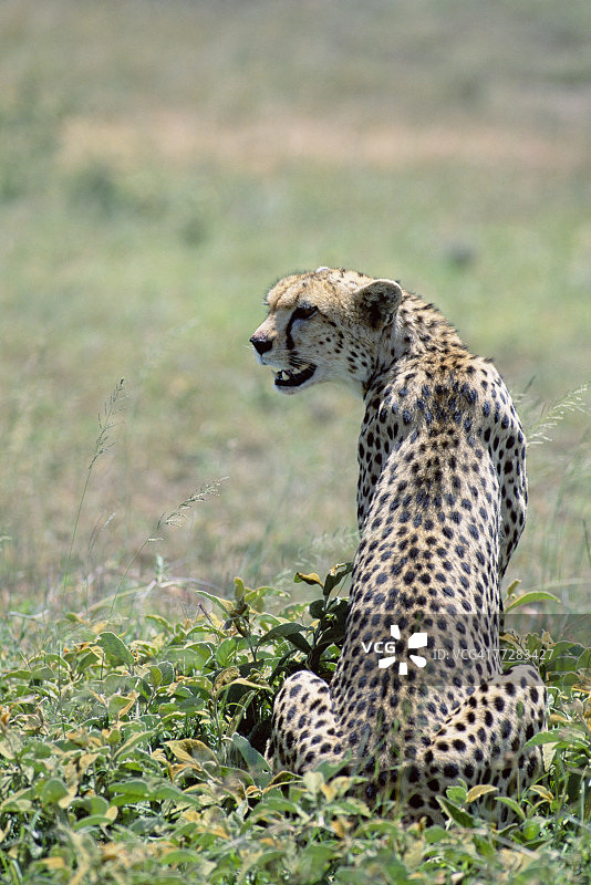 坐着的猎豹图片素材