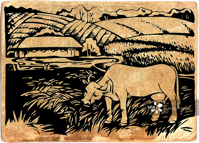 奶牛在牧场上吃草图片素材