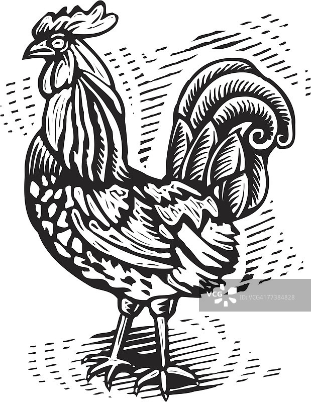 骄傲的黑白公鸡图片素材