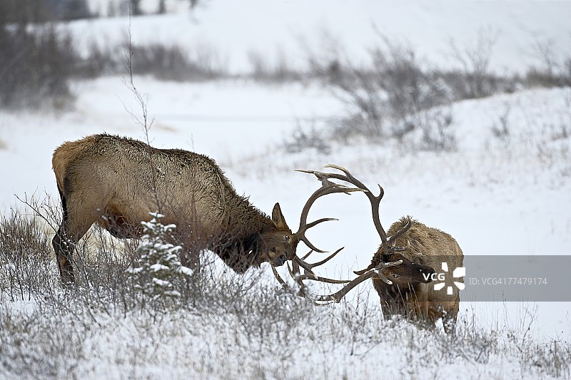 加拿大贾斯珀国家公园：两头麋鹿在雪地里争斗图片素材