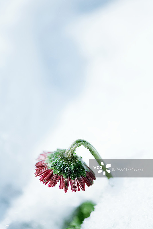 雪中 emerging 的花朵图片素材