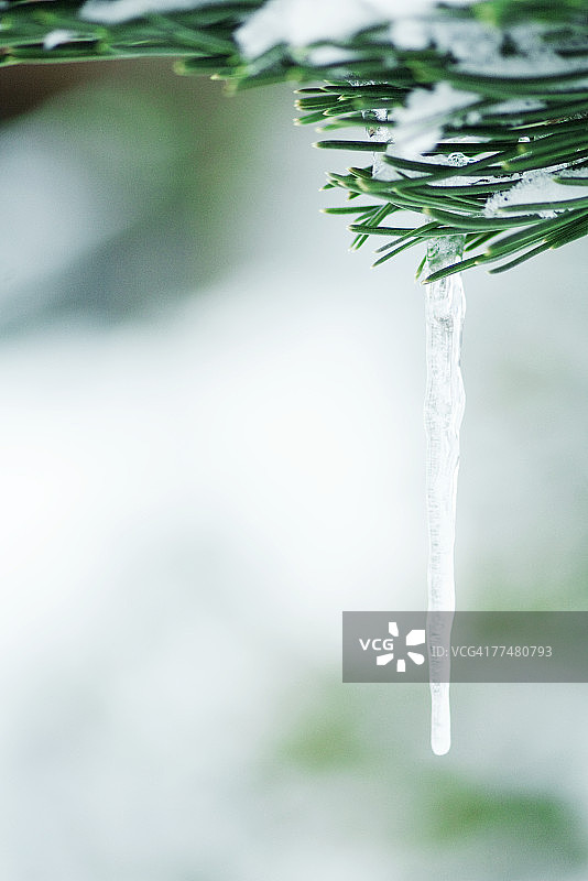常绿树枝冰雪覆盖图片素材