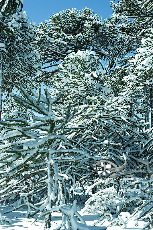 被雪覆盖的猴子拼图树图片素材