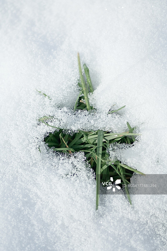 雪地裂缝中的草图片素材