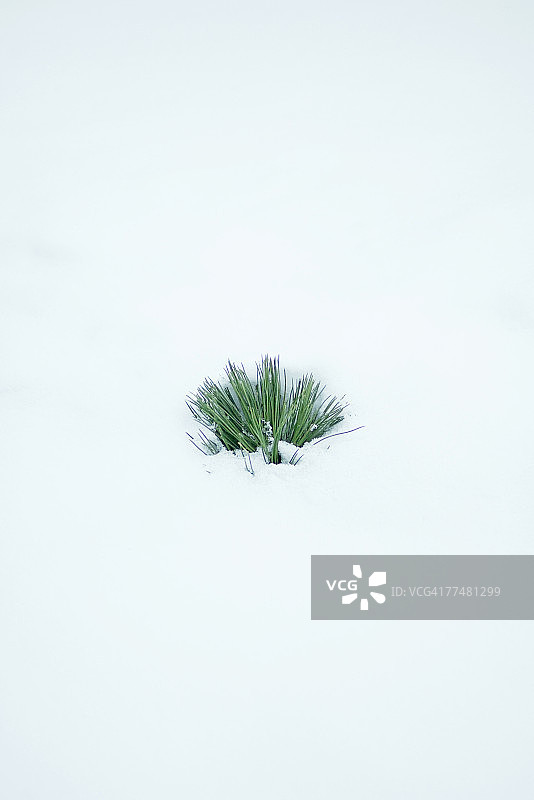 从雪中露出的常绿树枝图片素材