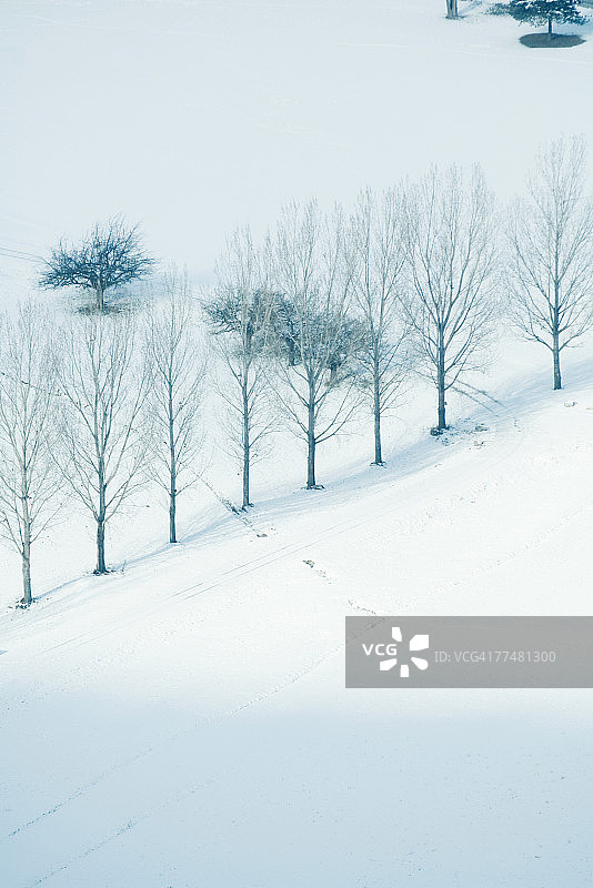 雪景中一排树木，高角度视角图片素材