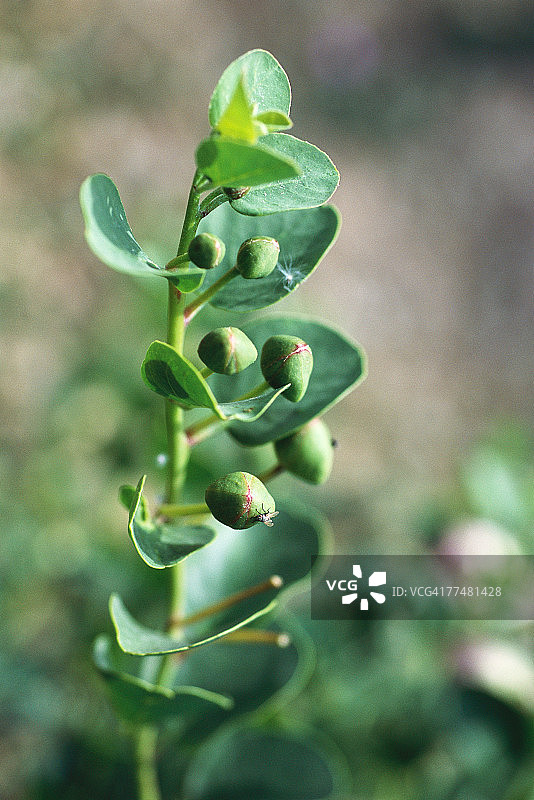 续随子植物图片素材
