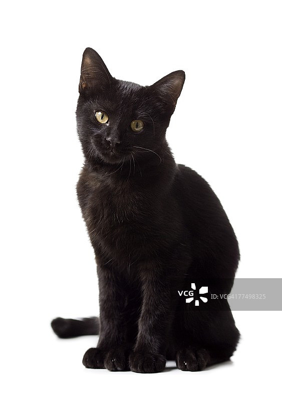 黑色小猫图片素材