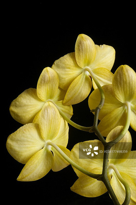 盛开的黄色兰花特写图片素材