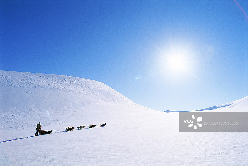 山上的狗拉雪橇图片素材