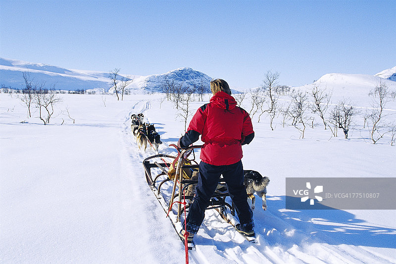男人在狗拉雪橇后面，地点：瑞典拉普兰Saltoluokta图片素材