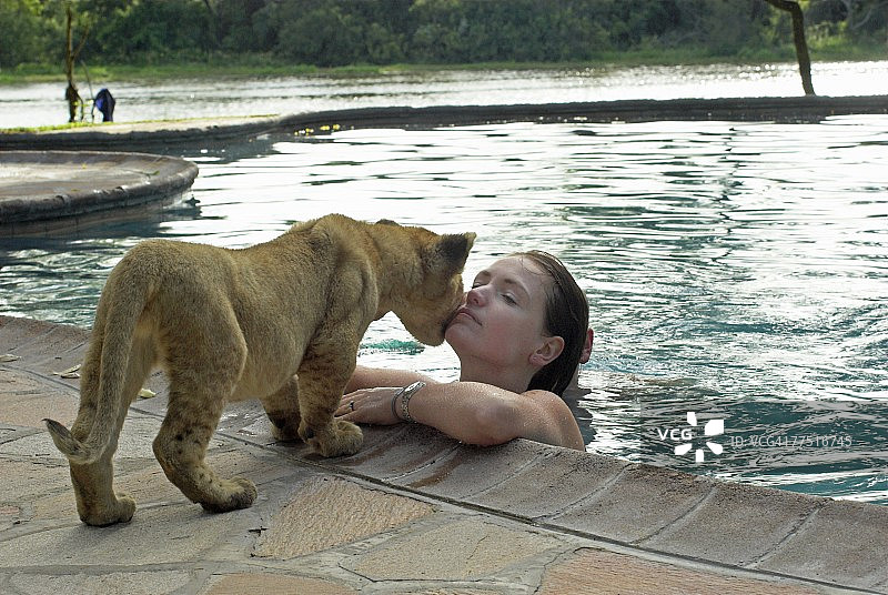 幼狮（Panthera Leo）在泳池中迎接游泳的女子，位于津巴布韦中部省份格韦鲁羚羊公园图片素材