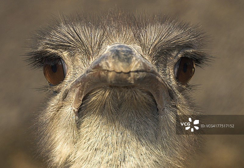 鸵鸟头部低角度特写，位于津巴布韦马托博斯国家公园图片素材