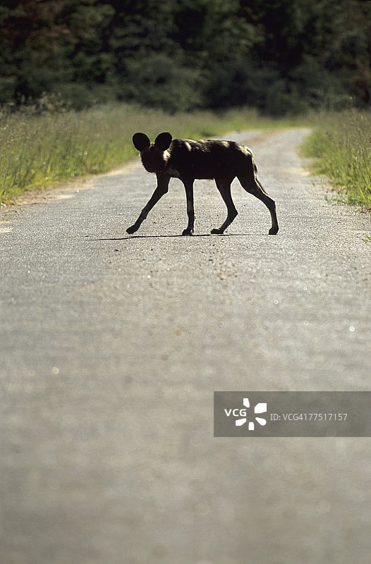 穿越柏油路的非洲野犬轮廓，辛巴威马塔贝莱兰北部万基国家公园图片素材
