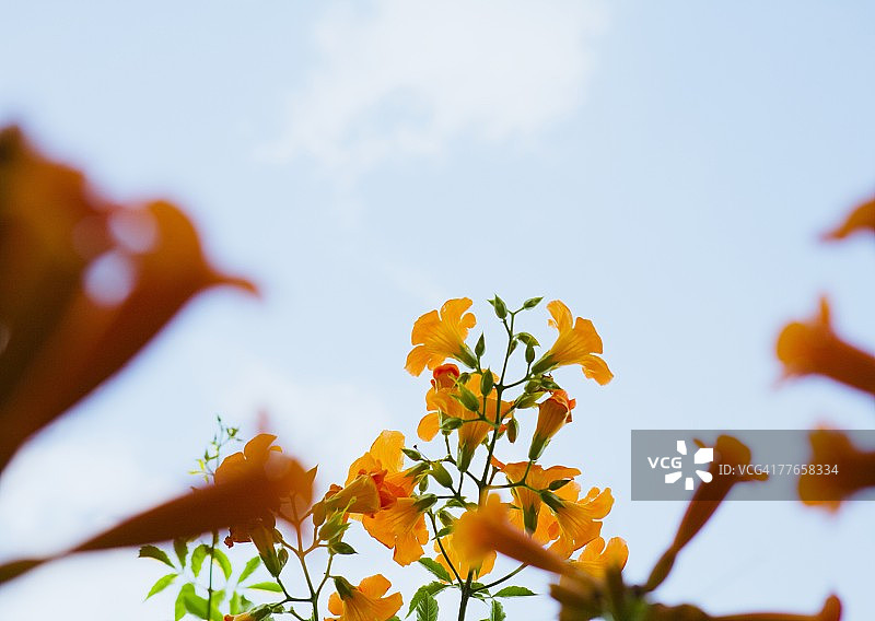 炮仗花图片素材