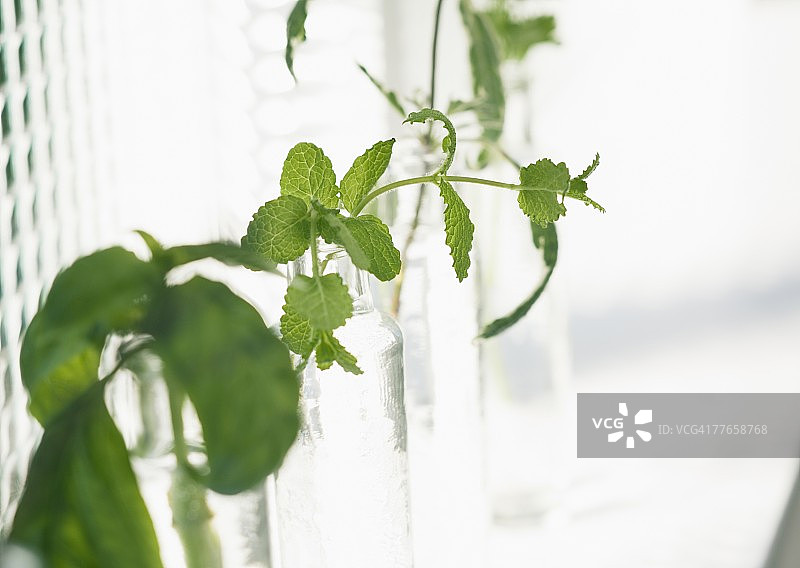 草本植物图片素材