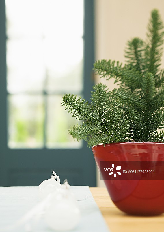 盆栽植物与圣诞节标志图片素材