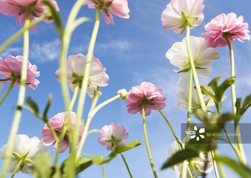 毛茛属植物图片素材