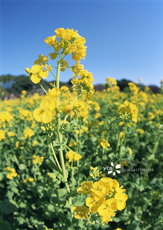 芥菜田图片素材