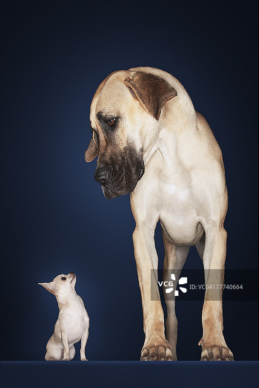 玩具吉娃娃犬和大型犬图片素材