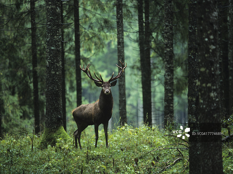 森林里的麋鹿图片素材