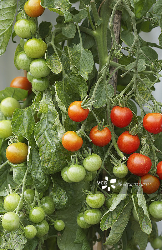 番茄植株图片素材