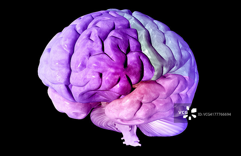 大脑的脑叶图片素材