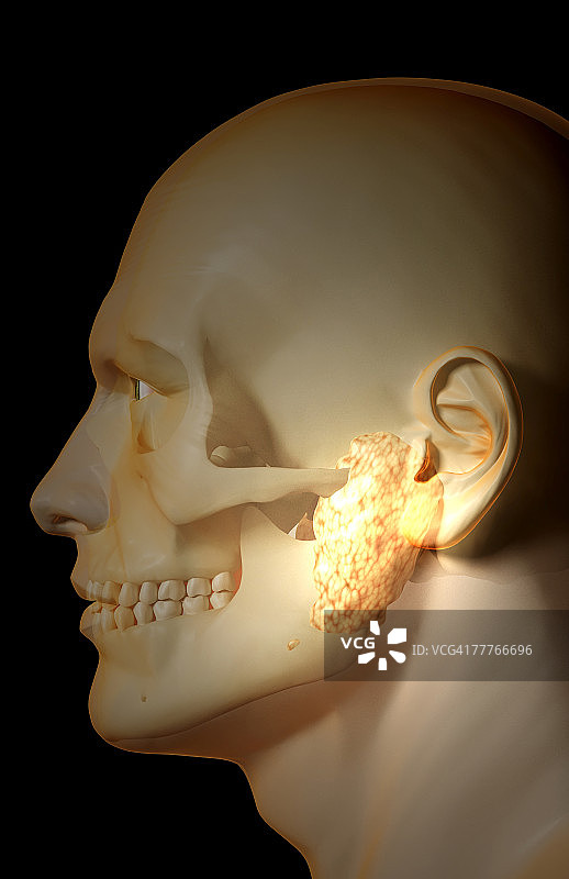 唾液腺图片素材