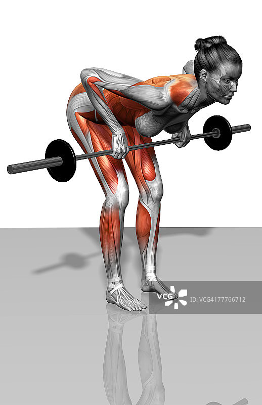 杠铃俯身划船练习（1/2）图片素材
