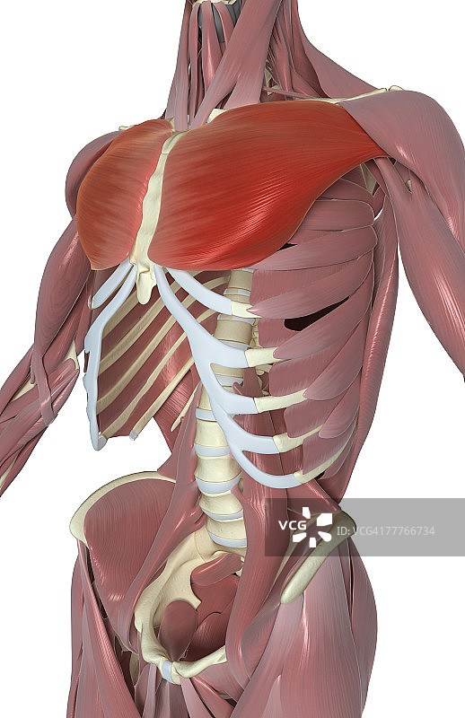 胸大肌图片素材