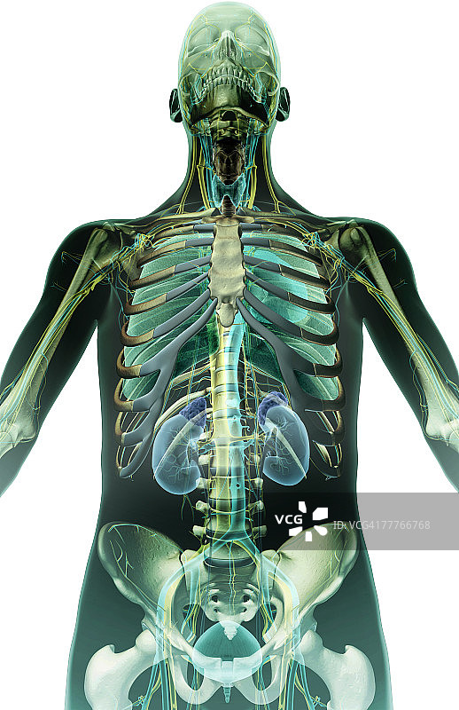 呼吸与泌尿系统图片素材