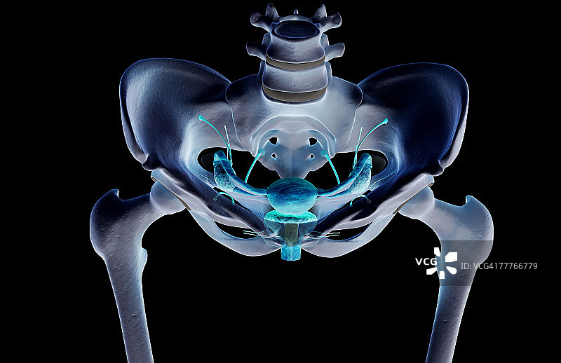 女性生殖系统图片素材