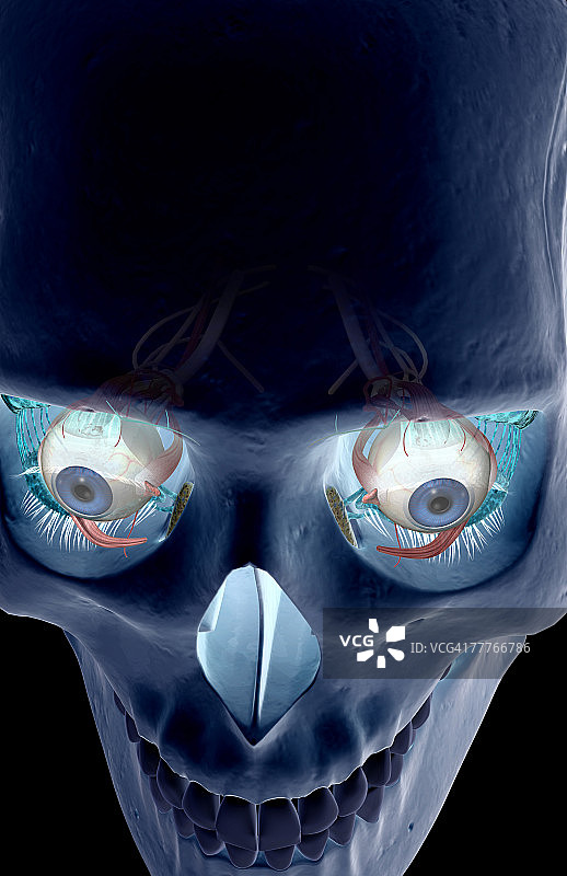 眼部肌肉图片素材