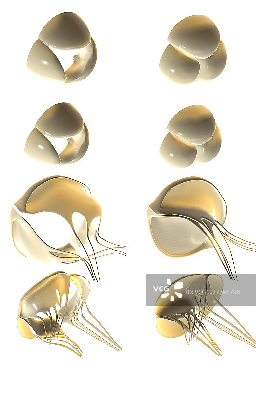 心脏瓣膜图片素材