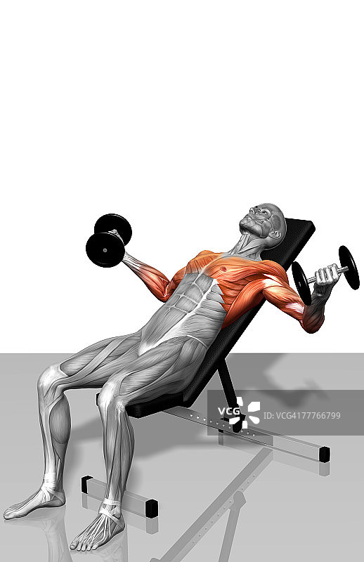哑铃上斜飞鸟训练（2之2）图片素材