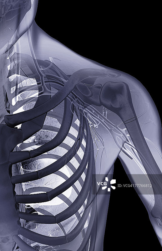 肩部骨骼图片素材